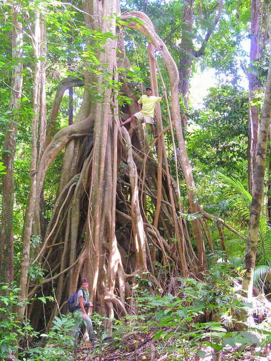 FOS Scientist contributes to study 'From earthquakes to island area: multi-scale effects upon local diversity'